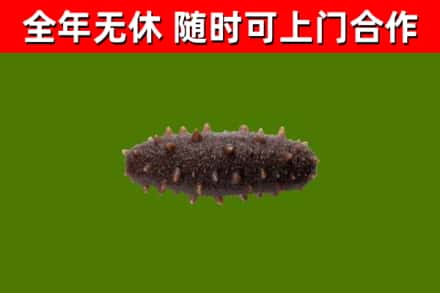 景县烟酒回收干海参.jpg